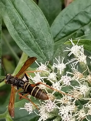 Polistes fuscatus