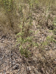 Ambrosia confertiflora