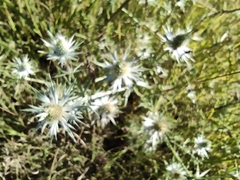 Eryngium heterophyllum