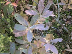 Rhododendron groenlandicum