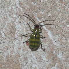 Diabrotica balteata