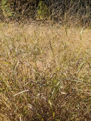 Digitaria cognata