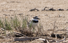 Charadrius wilsonia