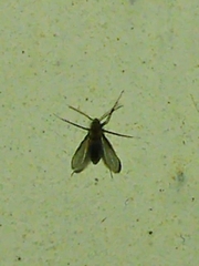Phlebotominae