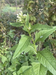 Hasteola suaveolens