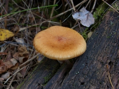Armillaria sinapina