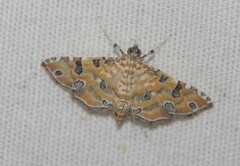 Ommatospila narcaeusalis