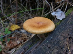 Armillaria sinapina