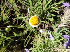 Aphanostephus ramosissimus