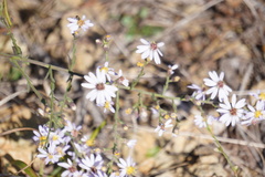 Symphyotrichum depauperatum