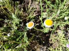 Aphanostephus ramosissimus