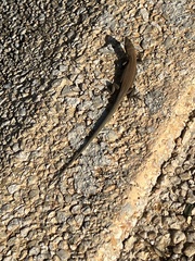 Podarcis filfolensis