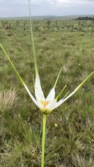 Rhynchospora colorata