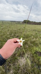 Rhynchospora colorata