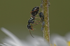 Camponotus piceus