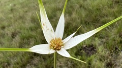 Rhynchospora colorata