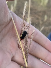 Acmaeodera flavomarginata