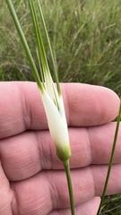 Rhynchospora colorata