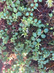 Vaccinium uliginosum