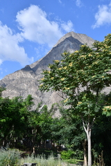 Koelreuteria bipinnata