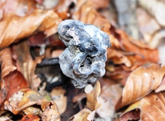 Helvella lacunosa