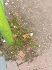 Setaria pumila