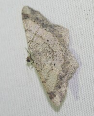 Psamatodes abydata