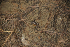 Pseudohelice subquadrata