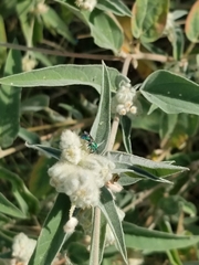 Augochloropsis metallica