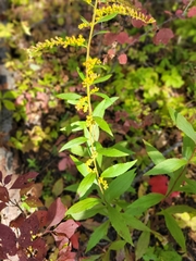 Solidago ulmifolia