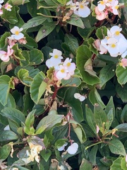 Begonia semperflorens-cultorum