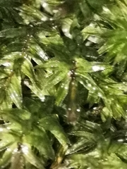 Plagiomnium undulatum