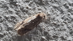 Lepidoptera
