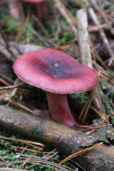 Russula torulosa