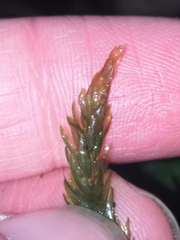 Plagiomnium undulatum