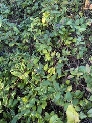 Ceanothus americanus