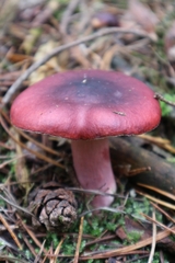 Russula torulosa
