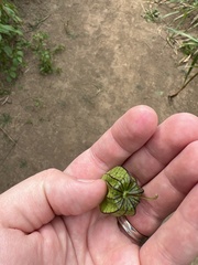 Physalis angulata