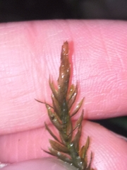 Plagiomnium undulatum