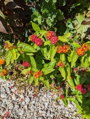 Lantana camara