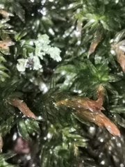 Plagiomnium undulatum