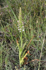 Gymnadenia