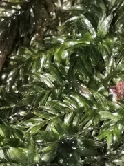 Plagiomnium undulatum