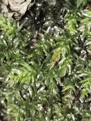 Plagiomnium undulatum