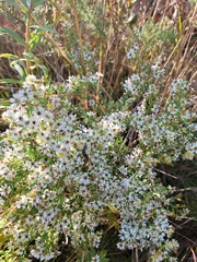Symphyotrichum ericoides