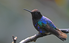 Boissonneaua jardini