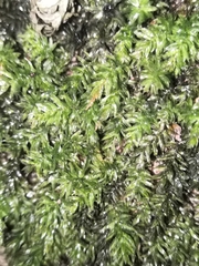 Plagiomnium undulatum