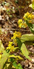 Solidago hispida