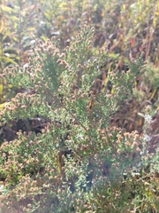 Symphyotrichum ericoides