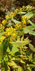 Solidago hispida
